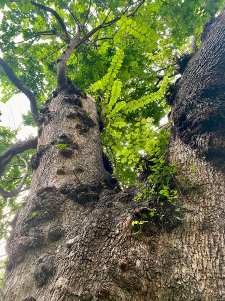 Close-up of English elm tree in Madison Square Park