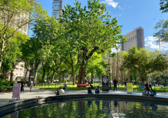 English elm tree in Madison Square Park, NYC