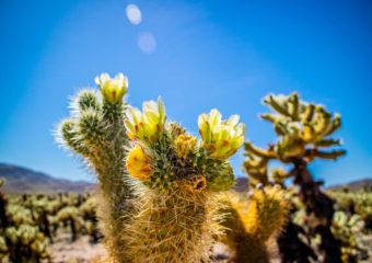 sunlight on cactus