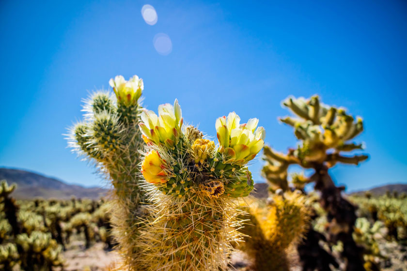 sunlight on cactus