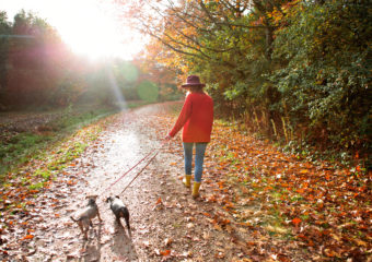 A young woman walking her dogs in an autumn woodland.