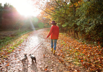 Une jeune femme promenait ses chiens dans un bois d'automne.