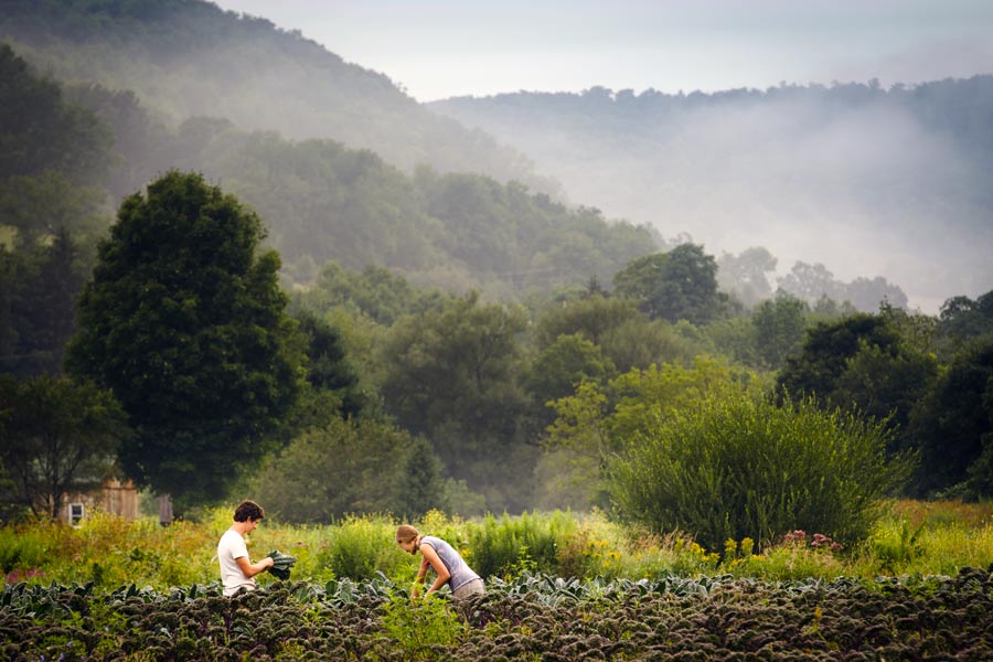 Harvest photo by Rob Howard