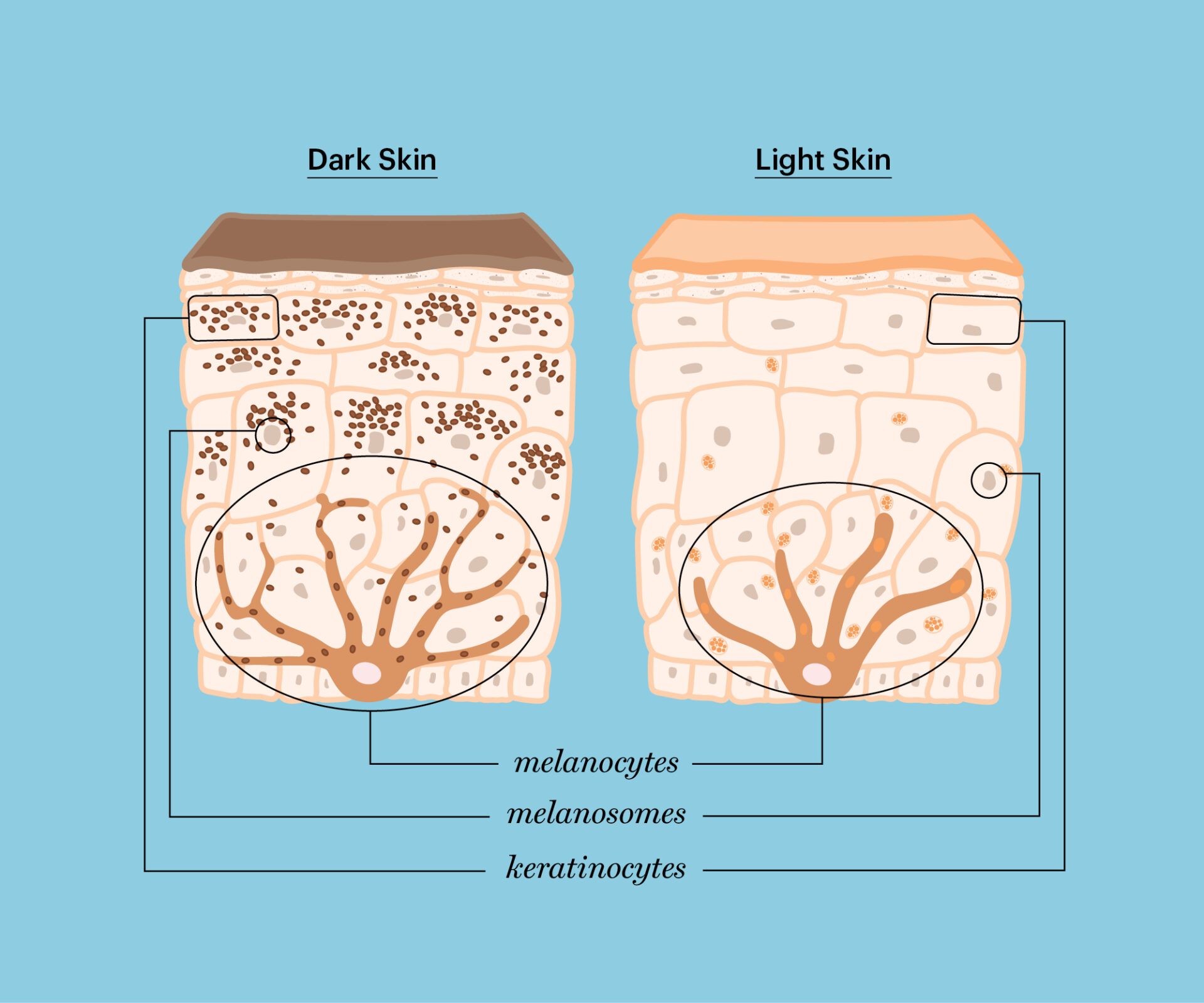 Is Your Skin Fading? The Mystery Of Low Melanocyte Function - 3muhpz3