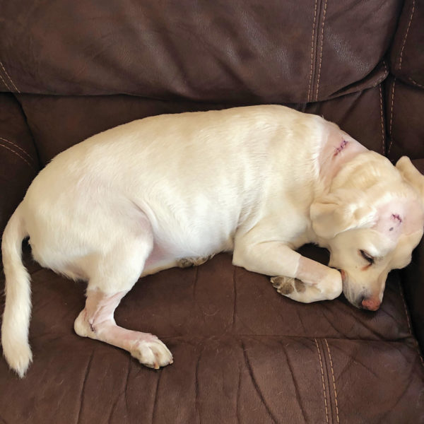 Tundra the dog laying on the couch post surgery