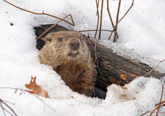 On Groundhog Day, we’re sharing our winter skin care series, some tried and true ways to keep your skin healthy and beautiful during the cold winter months.