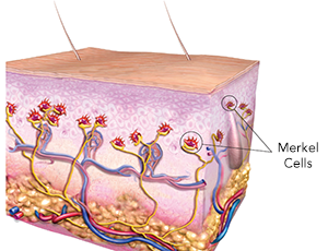 merkel cells